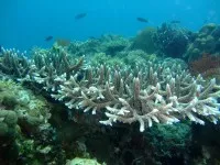 Coral Bleaching Sarah Depper Cc 1000x750 200x150.jpg