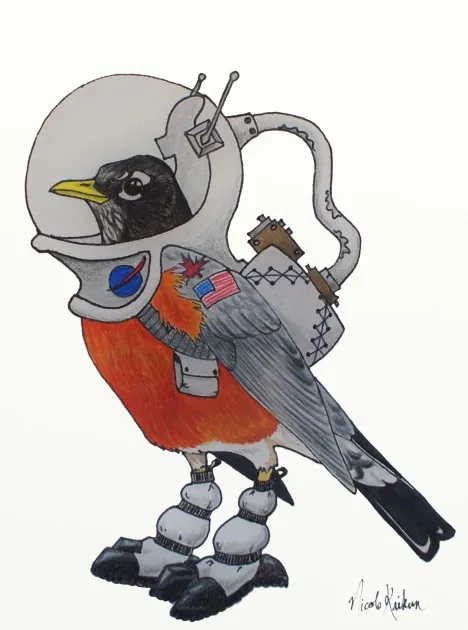migration mysteries of the american robin