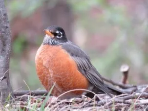 Robin