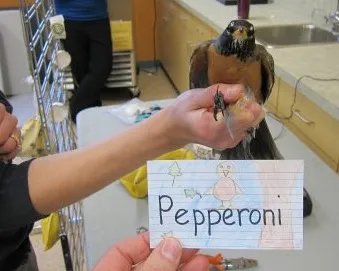 meet pepperoni the robin and friends