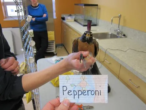 Pepperoni is an adult female. Her name was chosen by Mrs. Rudin’s 4th grade class at at the Cottage Lane Elementary School in Rockland County, N.Y. Photo: Ruthie Oliver