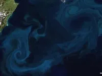 Phytoplankton Bloom Nz Nasa Modis 800 200x150.jpg
