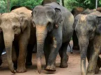 Elephants Sri Lanka 800 Amila Tennakoon Cc By 2.0 200x150.jpg