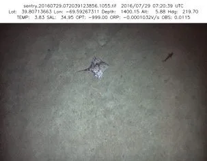 The AUV Sentry captured images of marine life as it explores the ocean floor.
