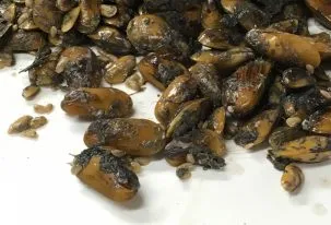 Mussels brought back from the seafloor by the submarine team. Photo: Bridgit Boulahanis