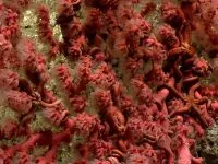 Redcoral 0813 NOAA 800 200x150.jpg