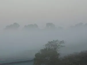 TreesFog