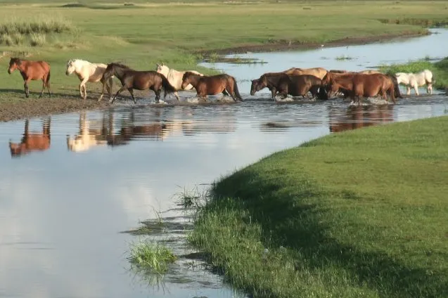 Horses near Lake Dali, in Inner Monglia. Photo: Yonaton Goldsmith