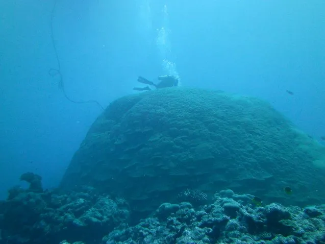 A scientist surveys a large Porites coral colony in American Samoa, which is located in the South Pacific Convergence Zone (SPCZ) and impacted by the SPCZ zonal events Linsley et al. reconstructed using similar corals from Indonesia's Makassar Strait