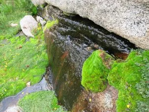 Water seeping from the rocks and cascading down the mountains feeds life along the way, and the water supply for Nevada and California.