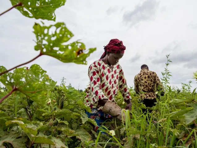 Africa's Sahel region could suddenly get far more rainfall as global warming proceeds, says a new study. Here, farmers in Mali, one of the countries potentially affected, harvest okra. (Francesco Fiondella/International Research Institute for Climate and Society)