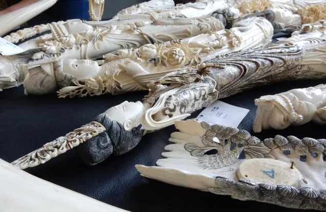 fighting ivory trafficking with forensic science