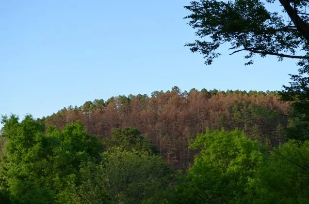 Dead pines in northeastern Oklahoma, where some forests have been hit hard by beetles. (Kevin Krajick/Lamont-Doherty Earth Observatory)