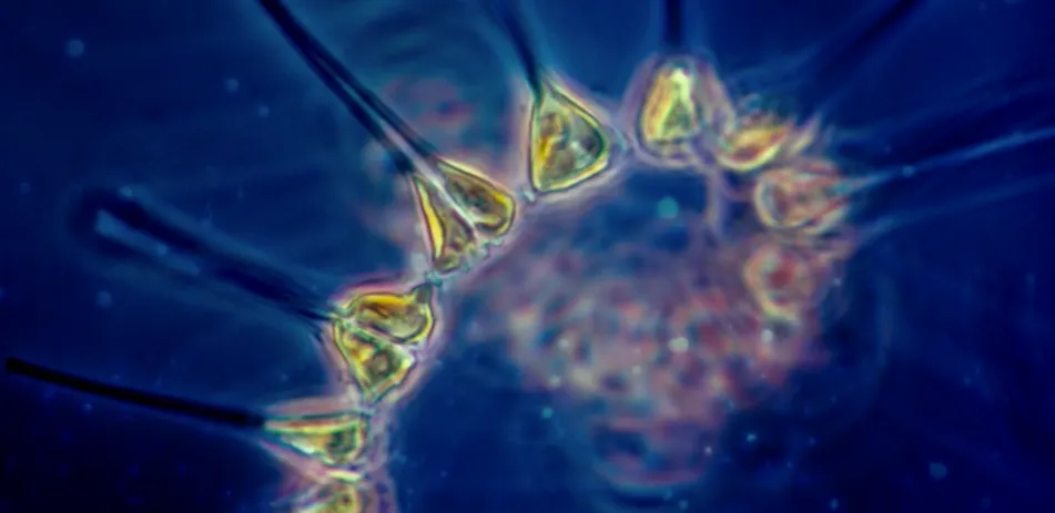 how will climate change impact ocean health