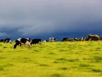 Cows In Pasture 200x150.jpg