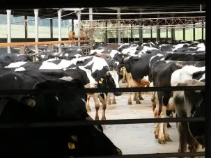 dairy farm