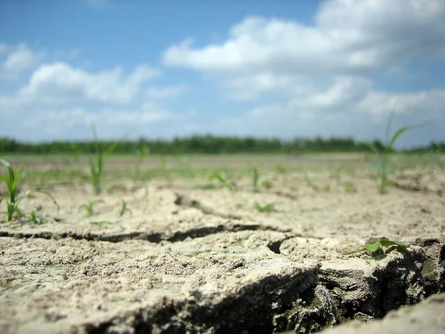 causes great famine drought