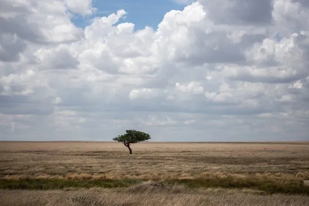 grassland