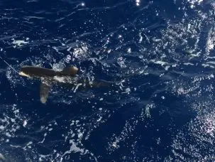 shark in water