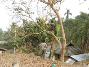 2CuttingTree 303x227.jpg