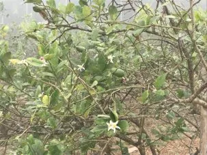 2LemonTree 303x227.jpg