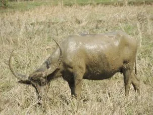 5buffalo 303x227.jpg