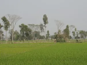 7ricefield 303x227.jpg