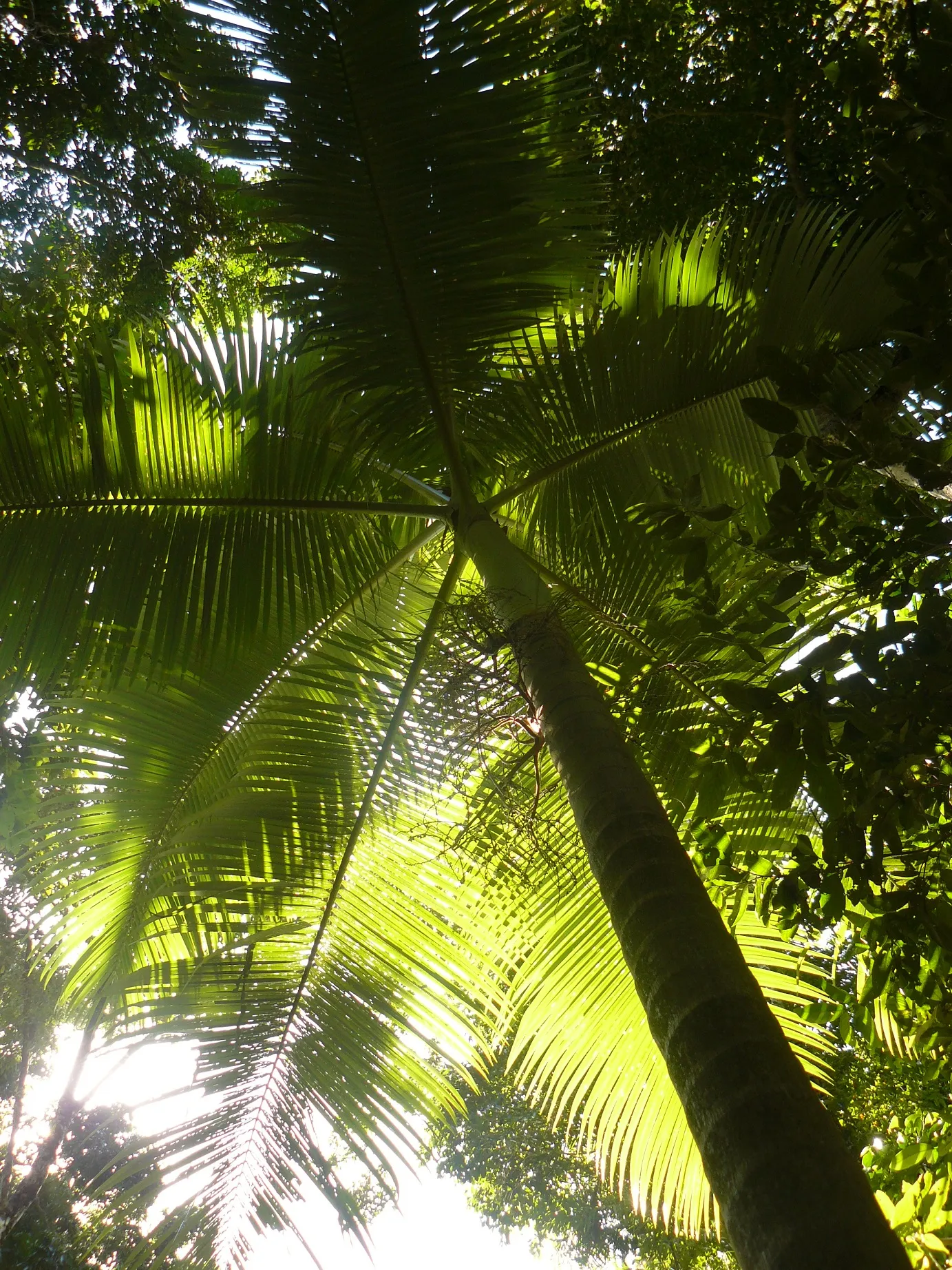 palm trees are spreading northward