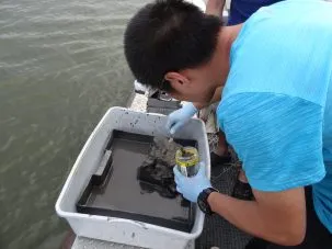 Sampling 303x227.jpg