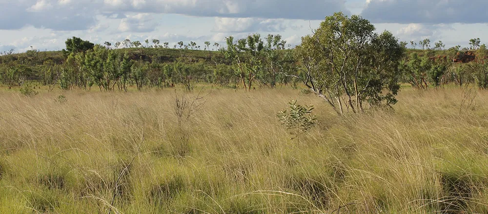 how australia got its vegetation