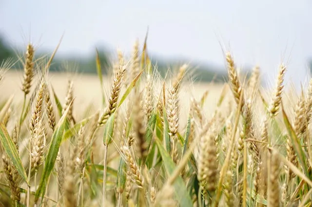 enso la nina food security
