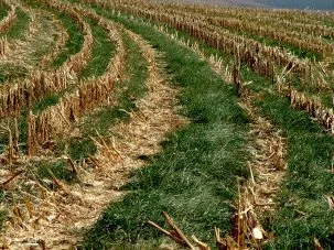 Covercrop Italian ryegrass cover crop 303x227.jpg