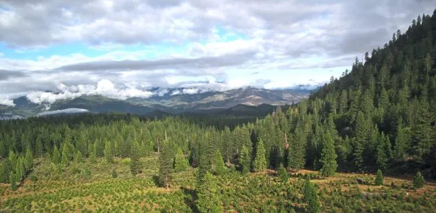 Reforestation Southern Oregon 2 637x311.jpg