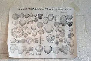A white poster with line drawings of different types of pollen grains.