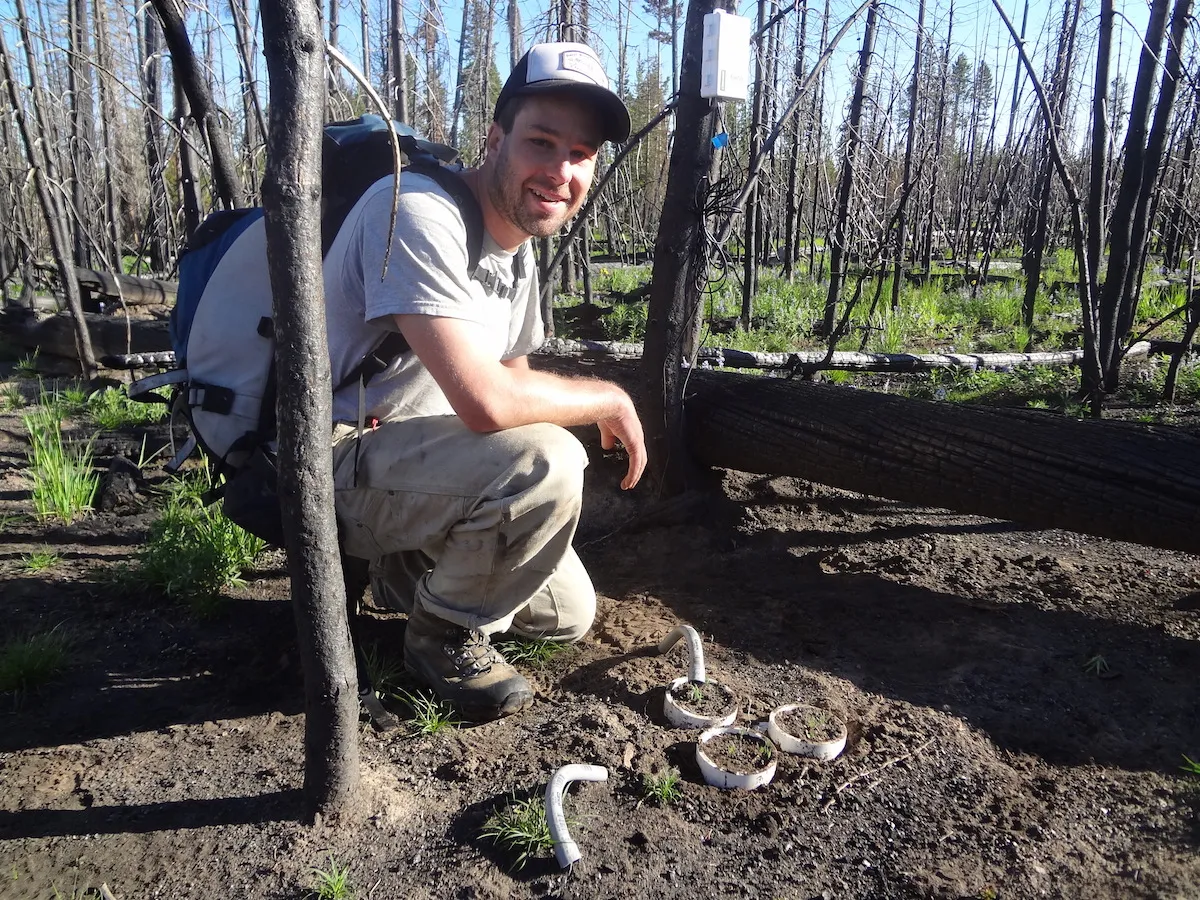 fire could turn yellowstone forests to grassland by midcentury