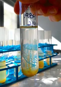 algae that cause brown tides in a test tube