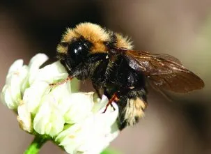 Bee 303x221.jpg