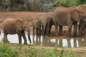 Elephants 303x202.jpg
