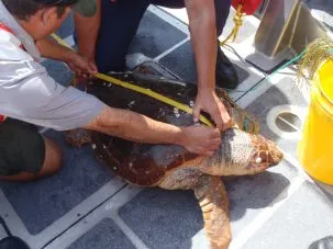 Loggerhead 303x227.jpg