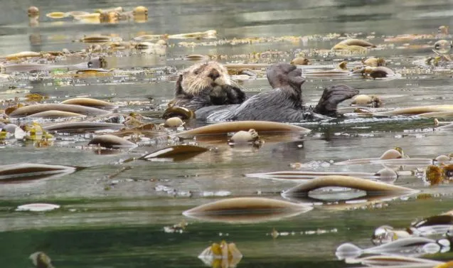 Otter in kelp field 637x377.jpg
