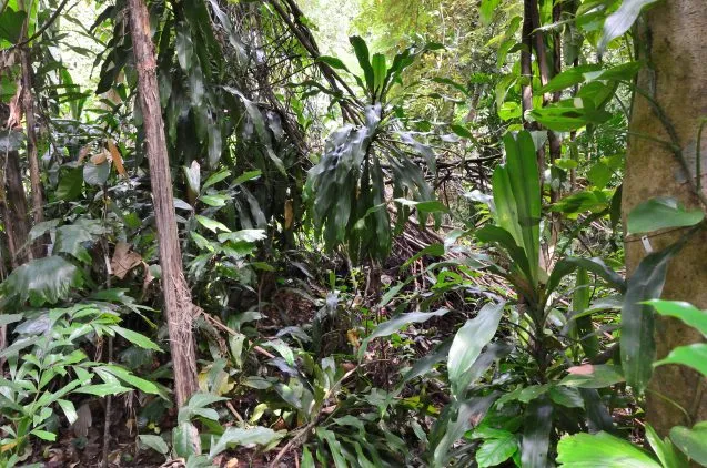 Rainforest 637x422.jpg