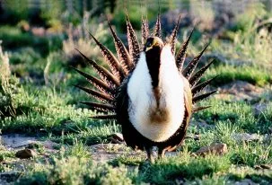 Sage grouse 15759389805 303x206.jpg