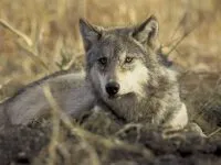 Gray Wolf Canis Lupus 200x150.jpg