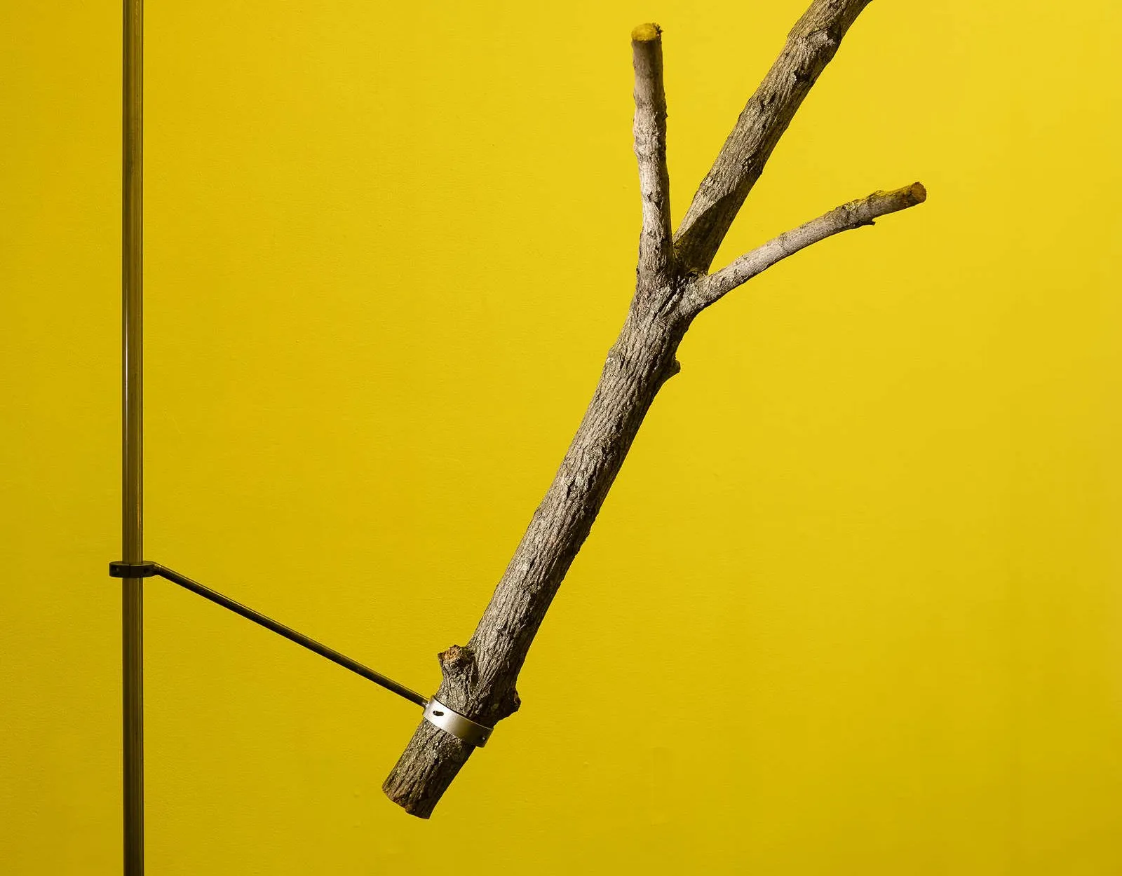offsetted art exhibit humanity trees