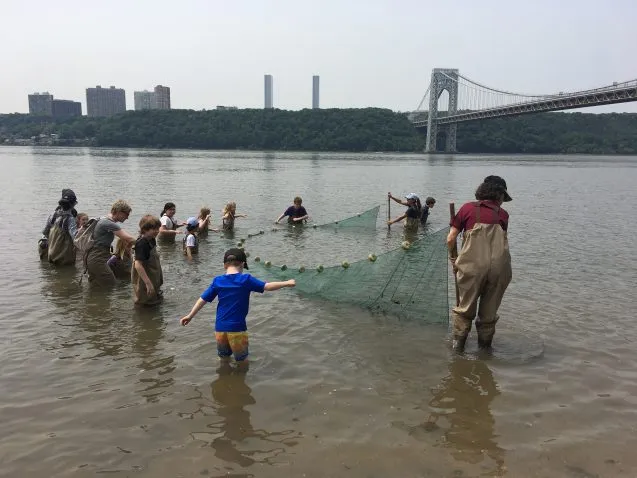 great fish count nets huge number sea creatures