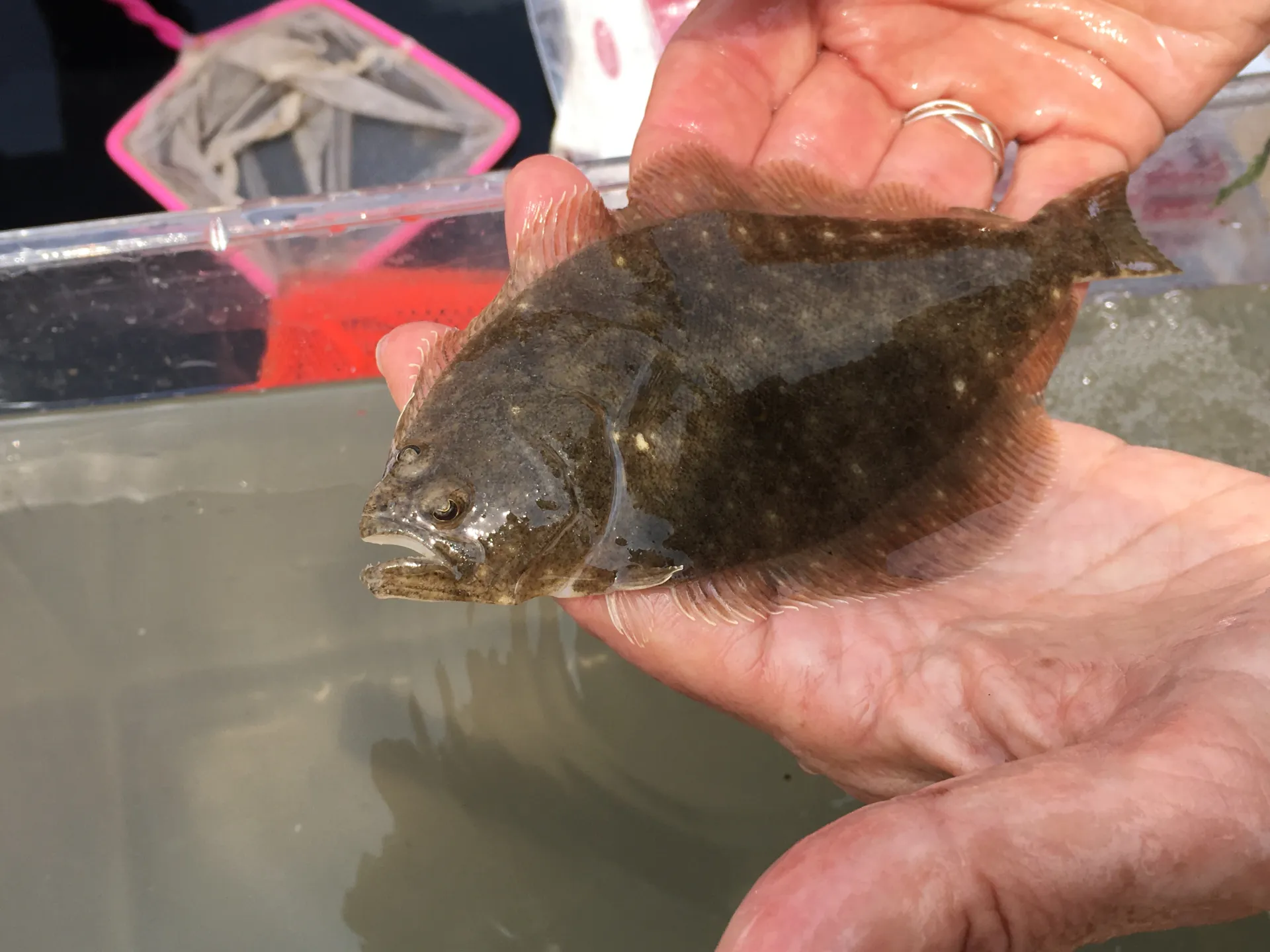 flounder