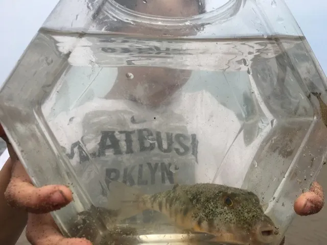 northernpuffer