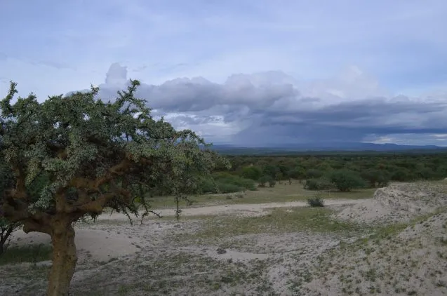 africas grasslands c4 pathway