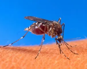 mosquito biting skin