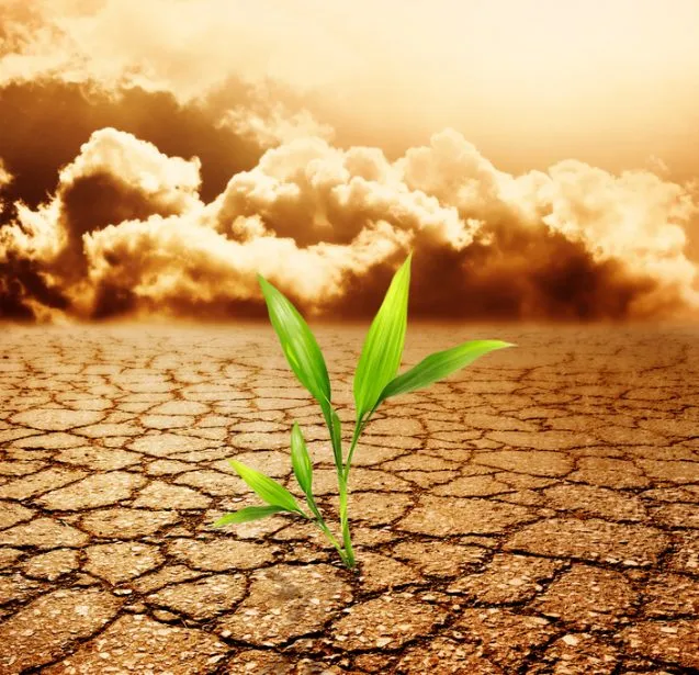 plant growing in desert